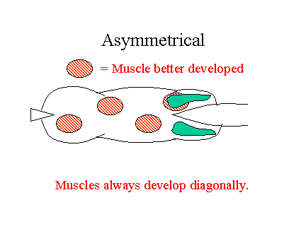 assymmetricrider